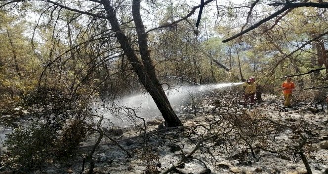 Tatil merkezi Adrasan'da 60 hektarlık ormanlık alan zarar gördü